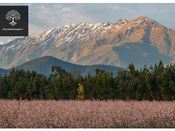 Venta / Terreno / Olivar