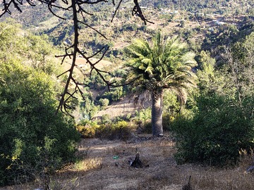 Palma Chilena con arboles frutales