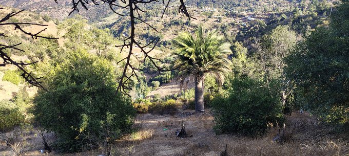 Palma Chilena con arboles frutales