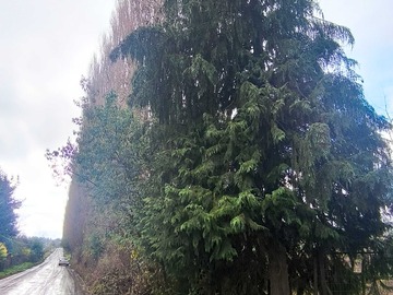 Venta / Terreno / Osorno