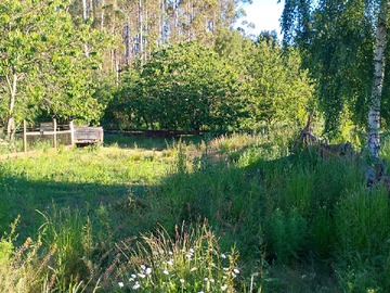 Venta / Terreno / Osorno