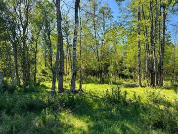 Venta / Terreno / Osorno