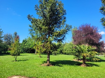 Venta / Terreno / Padre Las Casas