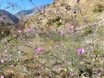 Venta / Terreno / Paihuano