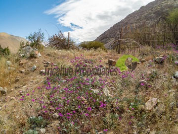 Imagen 5