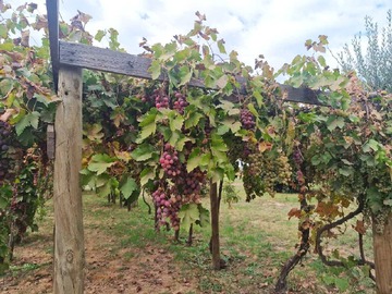 Venta / Terreno / Paine