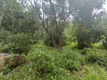 Vista interior terreno