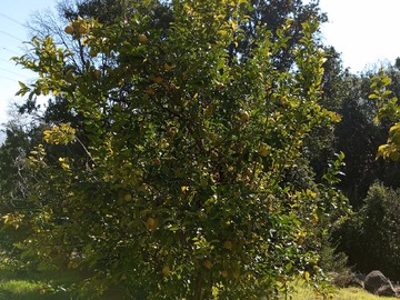 Venta / Terreno / Paine