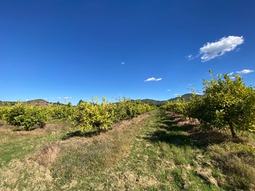 Venta / Terreno / Palmilla