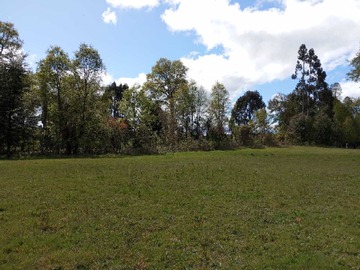 Venta / Terreno / Panguipulli