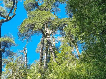 Venta / Terreno / Panguipulli