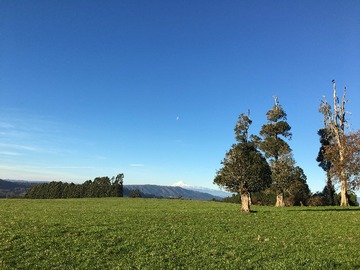 Venta / Terreno / Panguipulli