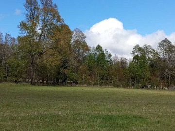 Venta / Terreno / Panguipulli