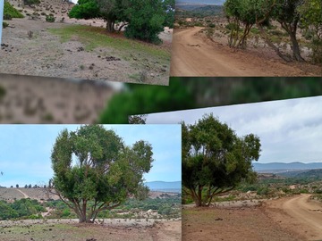 Venta / Terreno / Papudo