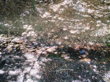 Venta / Terreno / Pelarco