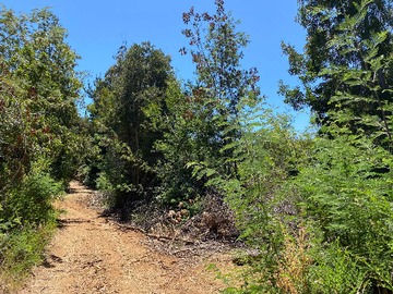 Venta / Terreno / Pelluhue