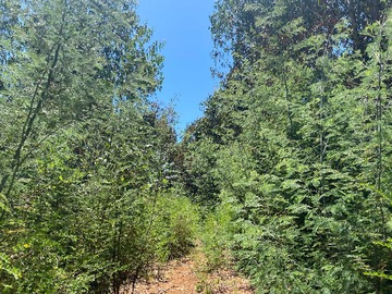 Venta / Terreno / Pelluhue