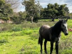 Venta / Terreno / Peñaflor
