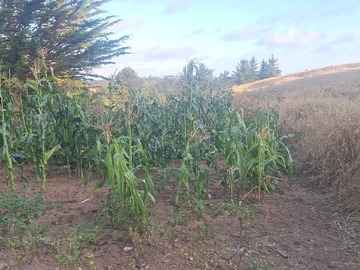 Venta / Terreno / Pichilemu
