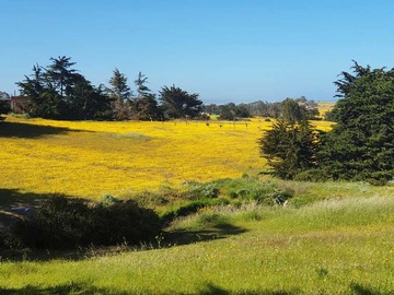 Venta / Terreno / Pichilemu