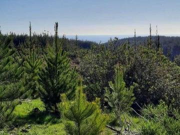 Venta / Terreno / Pichilemu