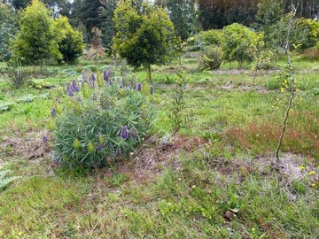 Venta / Terreno / Pichilemu