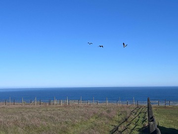Venta / Terreno / Pichilemu