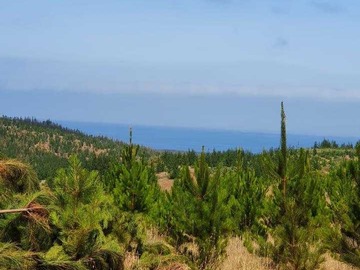 Venta / Terreno / Pichilemu