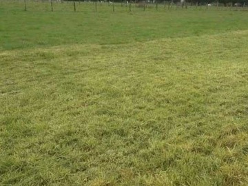 Venta / Terreno / Pitrufquén