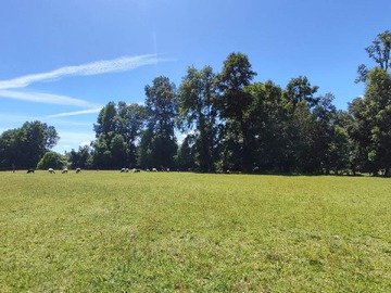 Venta / Terreno / Pitrufquén