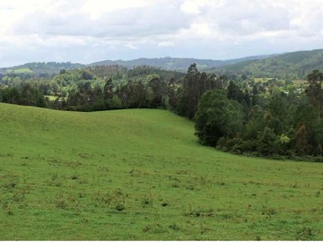 Venta / Terreno / Pitrufquén