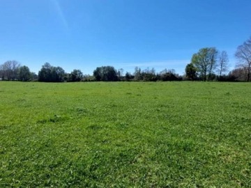 Venta / Terreno / Pitrufquén