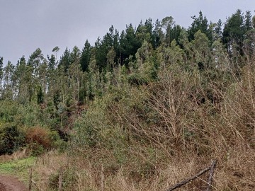Venta / Terreno / Pitrufquén