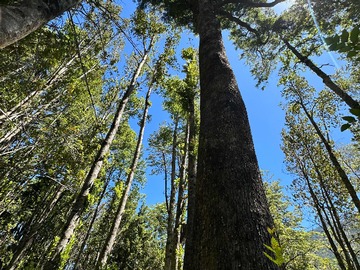 Venta / Terreno / Pucón