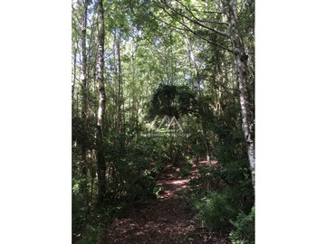 Hermosas parcelas en Candelaria alta, inmersas en un bosque nativo.