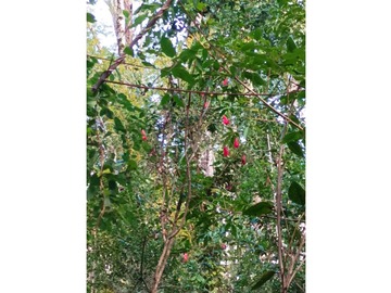 Preciosas parcelas con maravilloso bosque a metros del puente Metreñehue!!!!