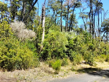 Venta / Terreno / Pucón