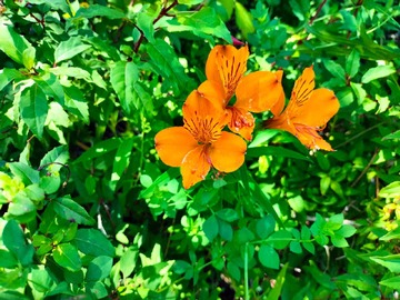 Venta / Terreno / Pucón