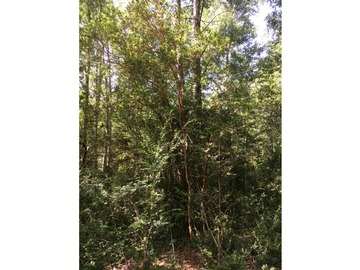 Hermosas parcelas en Candelaria alta, inmersas en un bosque nativo.