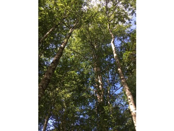 Hermosas parcelas en Candelaria alta, inmersas en un bosque nativo.