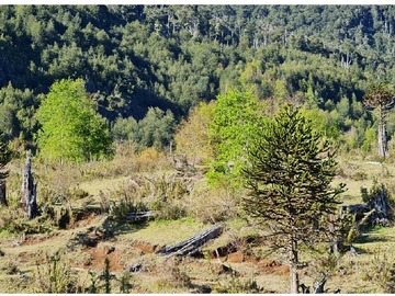 Araucarias en la parcela
