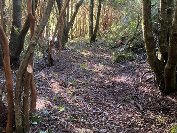 Venta / Terreno / Pucón