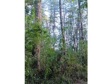 Preciosas parcelas con maravilloso bosque a metros del puente Metreñehue!!!!