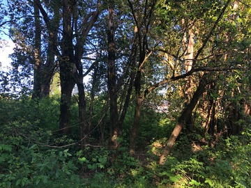 con sector con árboles