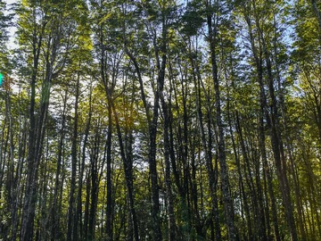 Venta / Terreno / Pucón