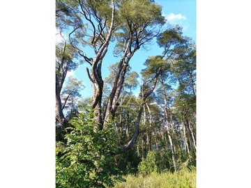 Preciosas parcelas con maravilloso bosque a metros del puente Metreñehue!!!!