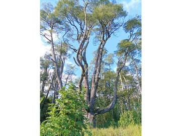 Preciosas parcelas con maravilloso bosque a metros del puente Metreñehue!!!!