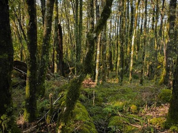 Venta / Terreno / Pucón
