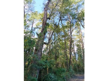 Preciosas parcelas con maravilloso bosque a metros del puente Metreñehue!!!!