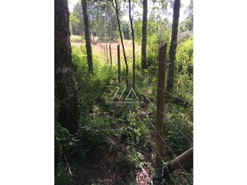 Hermosas parcelas en Candelaria alta, inmersas en un bosque nativo.